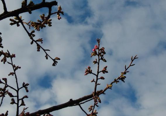 さくら公園河津桜