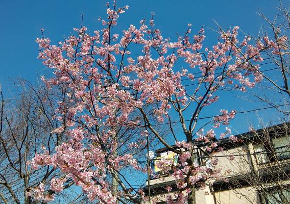 さくら公園冬桜