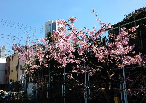 さくら公園河津桜