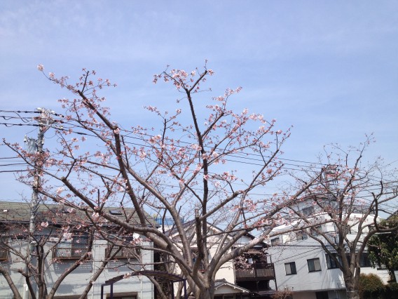 さくら公園ソメイヨシノ