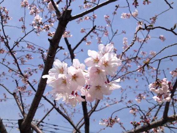 さくら公園ソメイヨシノ